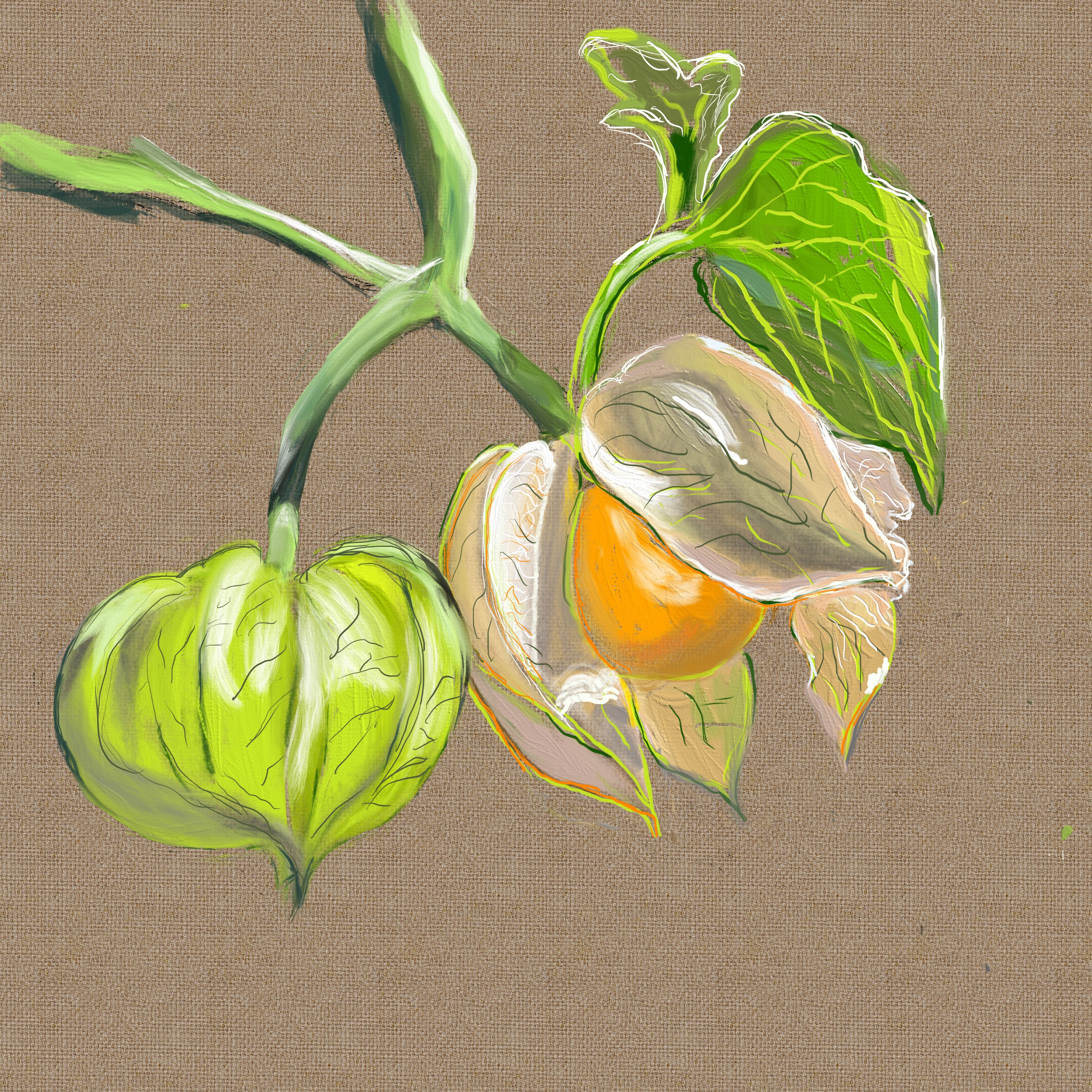 Tomato No. 12